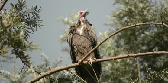 <strong>Hooded vultures need a friend like you to protect them from poaching and poisoning.</strong>