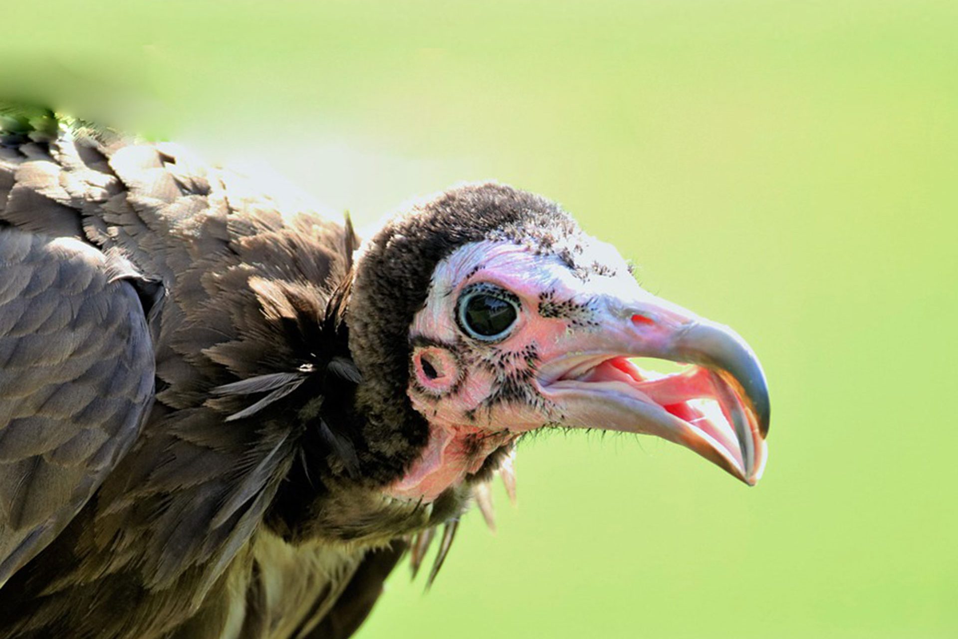 Hooded-vultures-Nature-Rwanda
